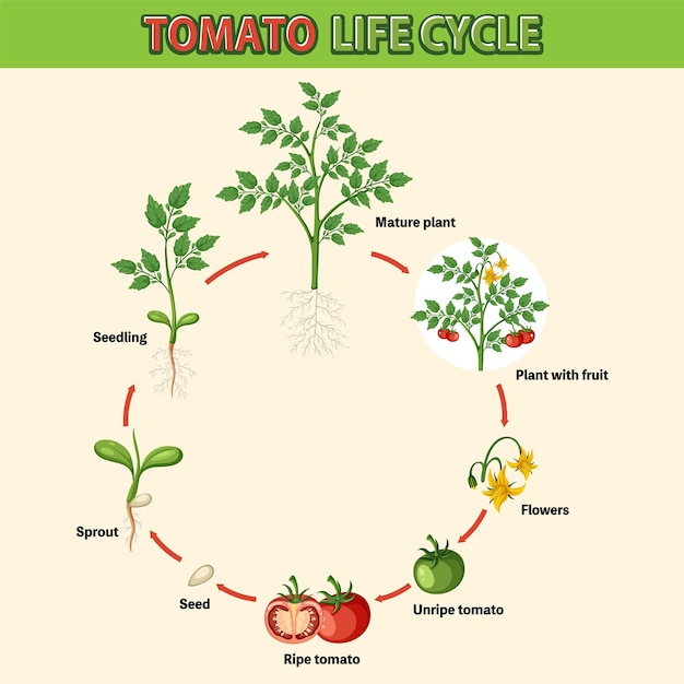 トマト植物図のライフ サイクル