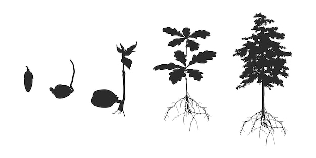 Вектор Жизненный цикл силуэта дуба растительный силуэт семян дуба v02
