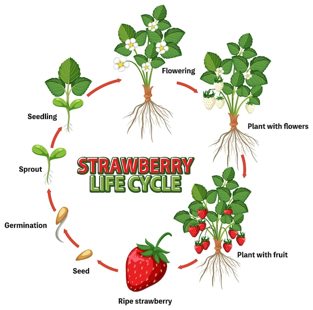 Vector life cycle of strawberry diagram