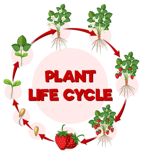 Vector life cycle of strawberry diagram