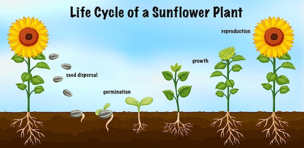 Vettore diagramma del ciclo di vita di una pianta di girasole per l'educazione scientifica