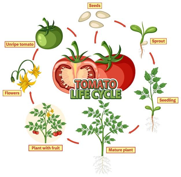 Vettore diagramma del ciclo di vita di una pianta di pomodoro