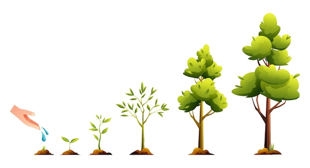 Life cycle of tree Plant growth and development stages cartoon illustration