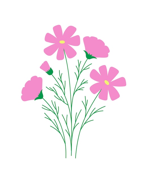 Light pink cosmos flower on white background romantic rustic floral illustration