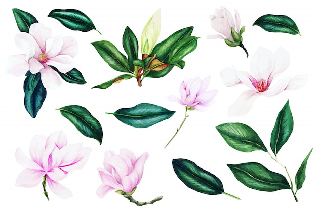 Light pink magnolia flowers and leaves, watercolor collection