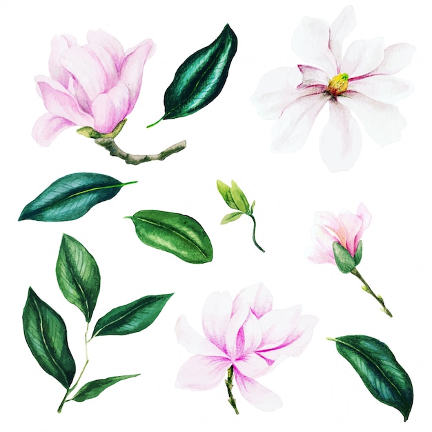 Light pink magnolia flowers and leaves, watercolor set