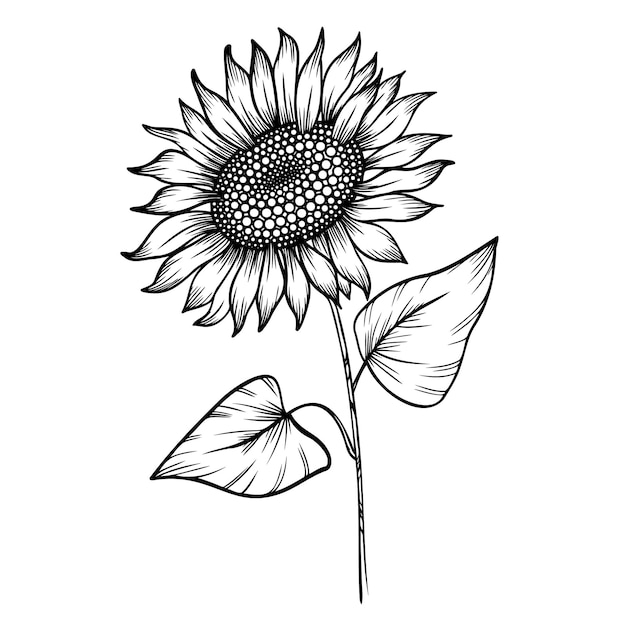Lijn kunst vector clipart van zonnebloem