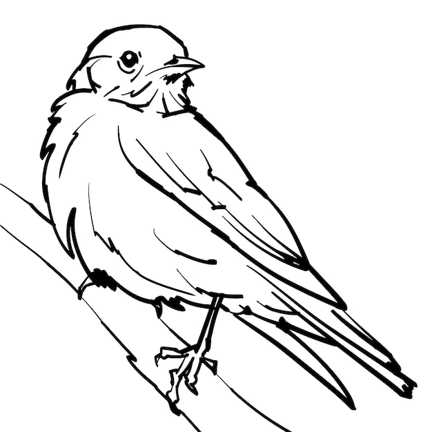 Vector lijn kunst vectorillustratie van kleine bosvogel westerse bluebird