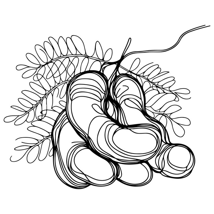 Vector lijnkunst illustratie van tamarind