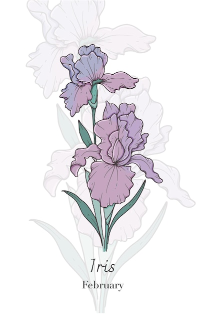 Lijnkunst Iris Iris bloemvector Illustratie Februari Geboorte Maand Bloem Iris