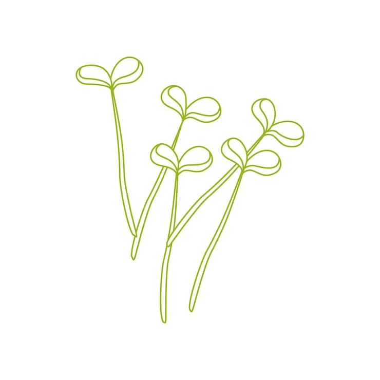 Vector lijnkunst van microgreen spruiten geïsoleerd op witte achtergrond