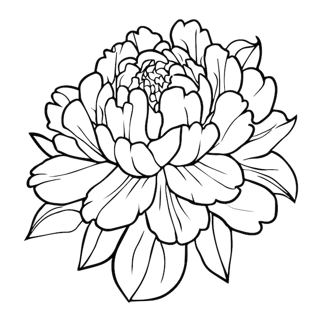 lijntekening Japanse peony bloem eenvoudige peony lijntekening bloesem pioen illustratie