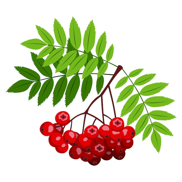 Vector lijsterbes tak met rode bessen en groene bladeren geïsoleerd op een witte achtergrond