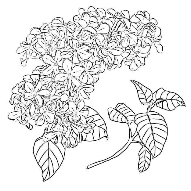 Lila bloem in botanische klassieke tekening Vector illustratie geïsoleerd op een witte achtergrond