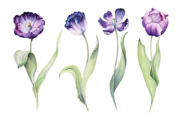 Lila bloem op een afgelegen witte achtergrond Aquarel illustraties Paarse tulpen