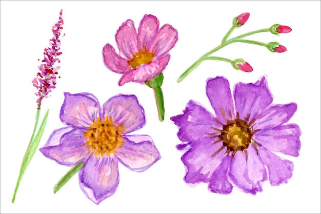 Lila bloemen, aquarel illustratie. Wilde bloemen. Bloemen elementen.