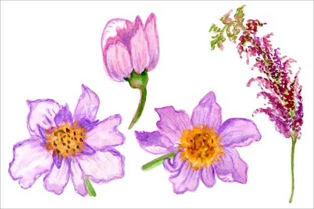 Lila bloemen, aquarel illustratie. Wilde bloemen. Bloemen elementen.