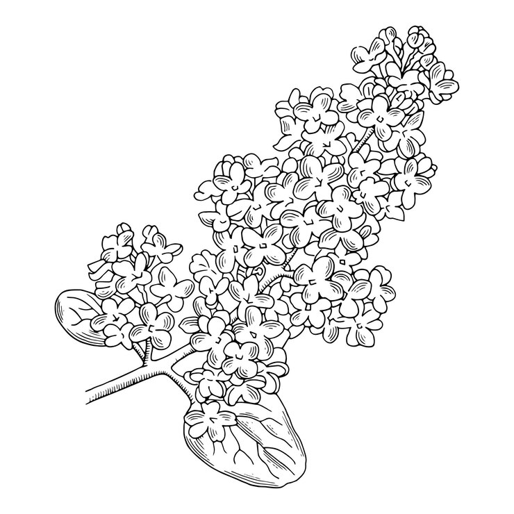 Vector lilac bush hand drawn