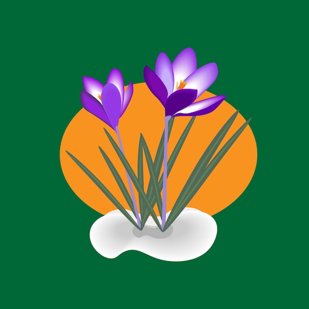 Vector lilac crocuses in the snow on a green background. isolated element. spring flowers