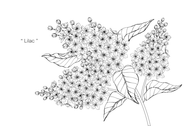 Vector lilac flower drawing illustration