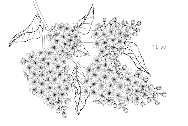 Vector lilac flower drawing illustration