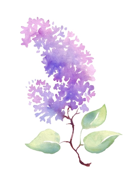 Vector lilac flower vector