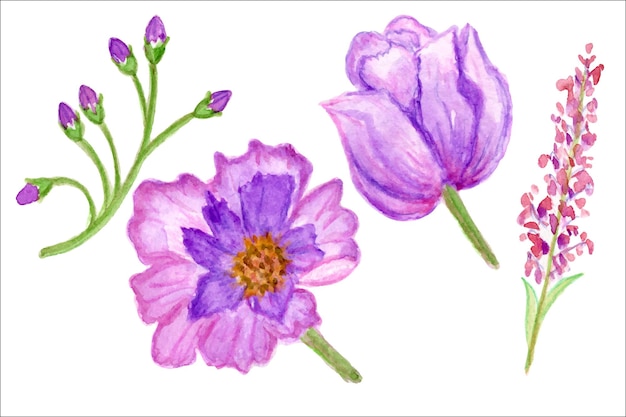 Fiori lilla, illustrazione ad acquerello. fiori selvatici. elementi di fiori.