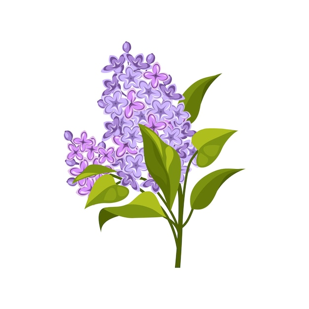 Premium Vector | Lilac hand drawn realistic illustration