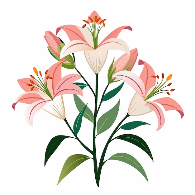 lilies flower on a white background