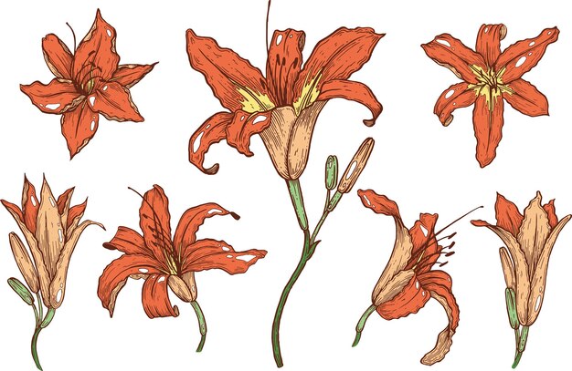 Lilies flowers set Line art Handpainted with ink and pen