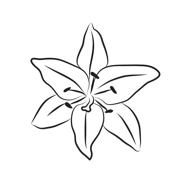 Lily bud line drawing Line art botanical floral Lily flower head icon