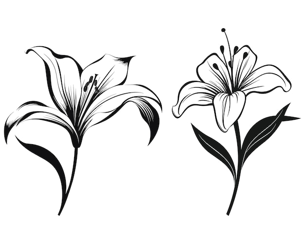 Lily flower black silhouette vector