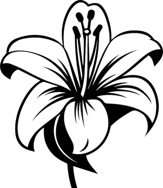 Lily Flower Black and White Illustration