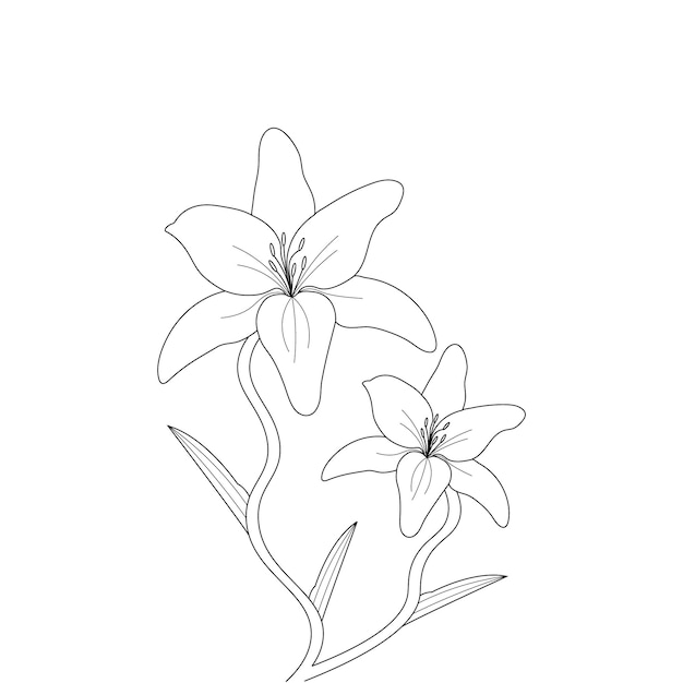 Lily Flower Coloring Page With Line Art For Kids Drawing Illustration