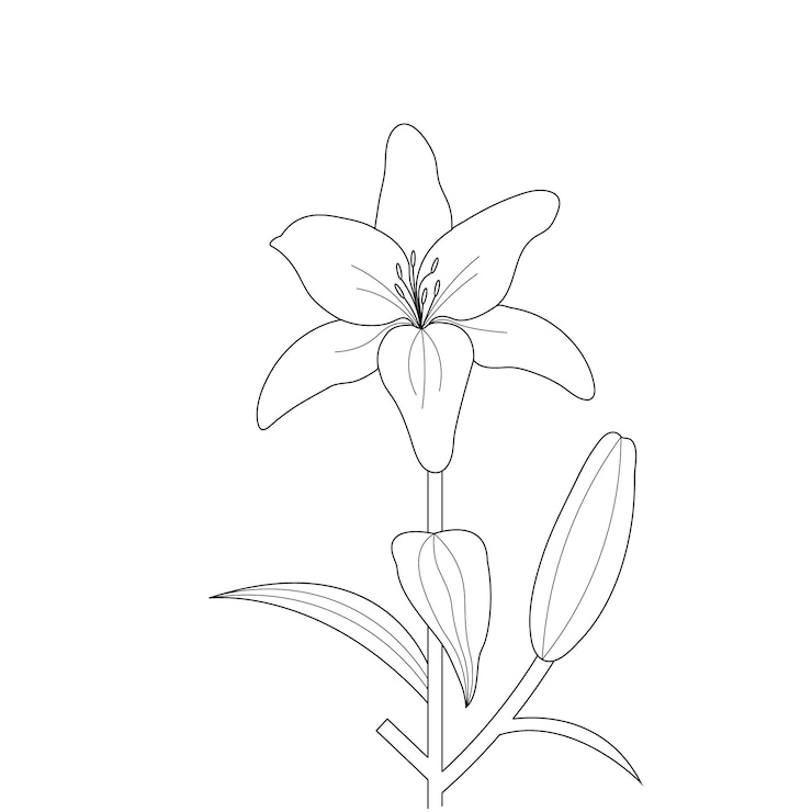 Vector lily flower coloring page with line art for kids drawing illustration