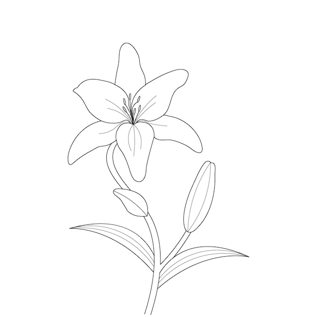 Vector lily flower coloring page with line art for kids drawing illustration