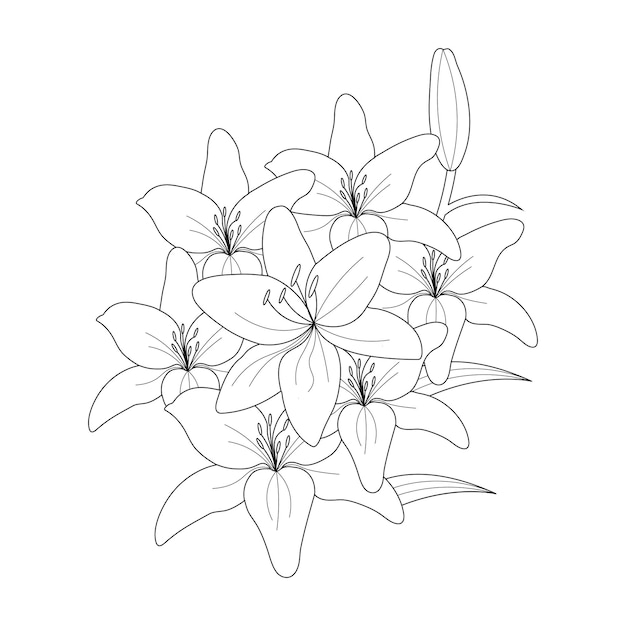 Lily Flower Coloring Page With Line Art For Kids Drawing Illustration