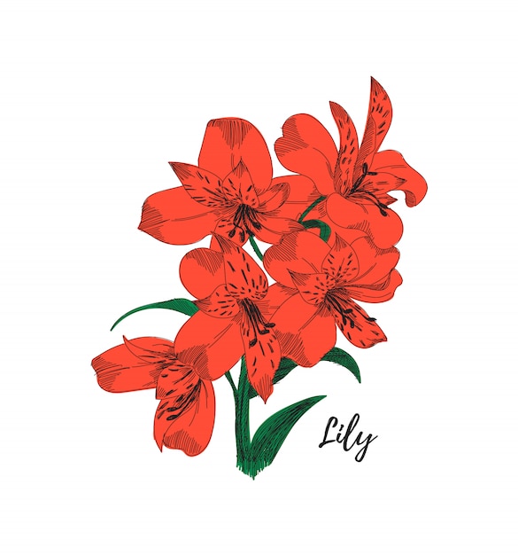 Lily flower drawing. Colorful line art illustration. 