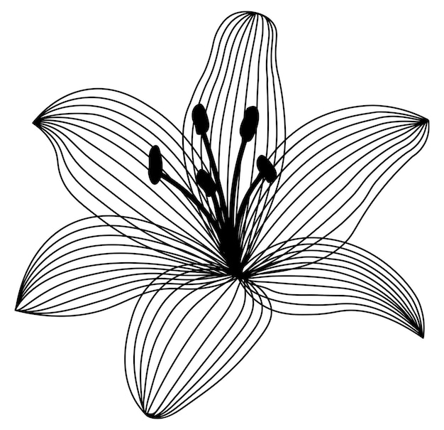 Lily flower drawing Lily drawing Flower drawing black and white