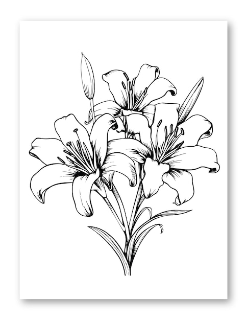 Vector lily flower illustration for coloring page