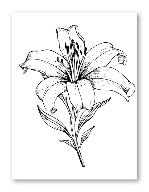 Lily flower illustration for coloring page