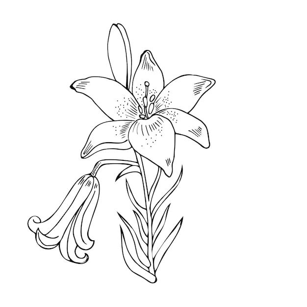 Lily, a flower in a linear style.  Isolated flower on a white background. EPS10.