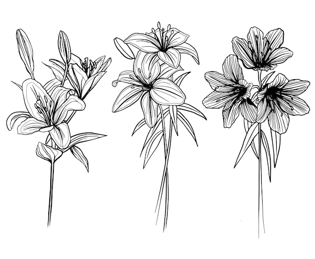 LILY FLOWER VECTOR PACK