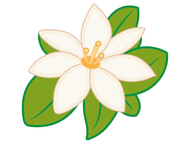 Lily Flower Vector