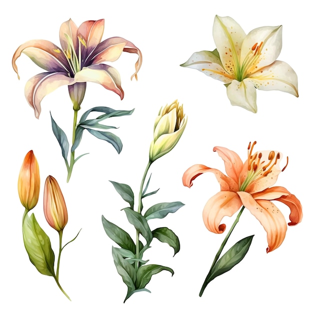 Vector lily flower watercolor paint collection