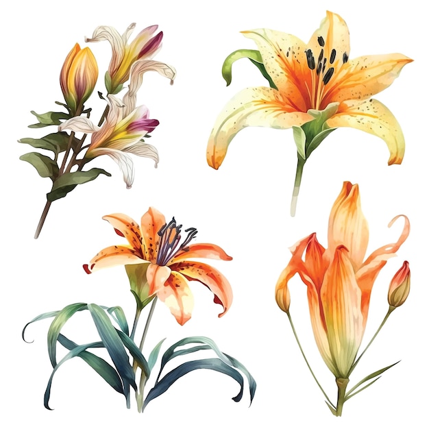 Lily flower watercolor paint collection