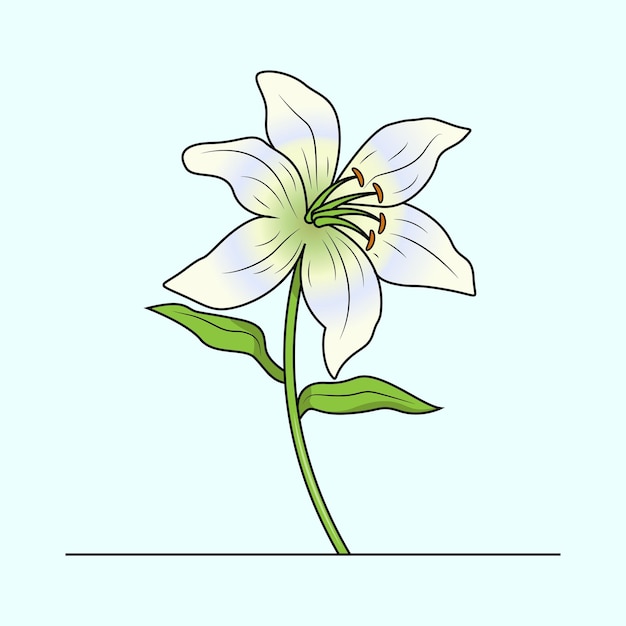 Vector lily flower