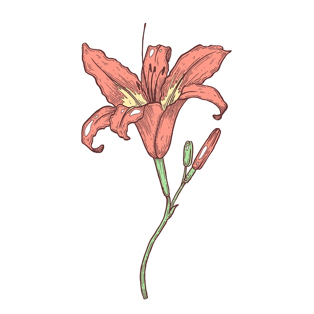 Vector the lily flower