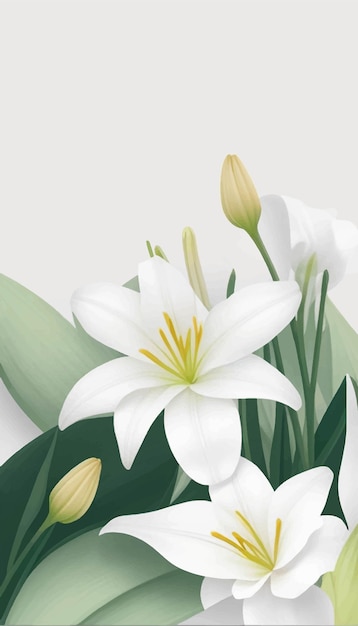 Vector lily flower