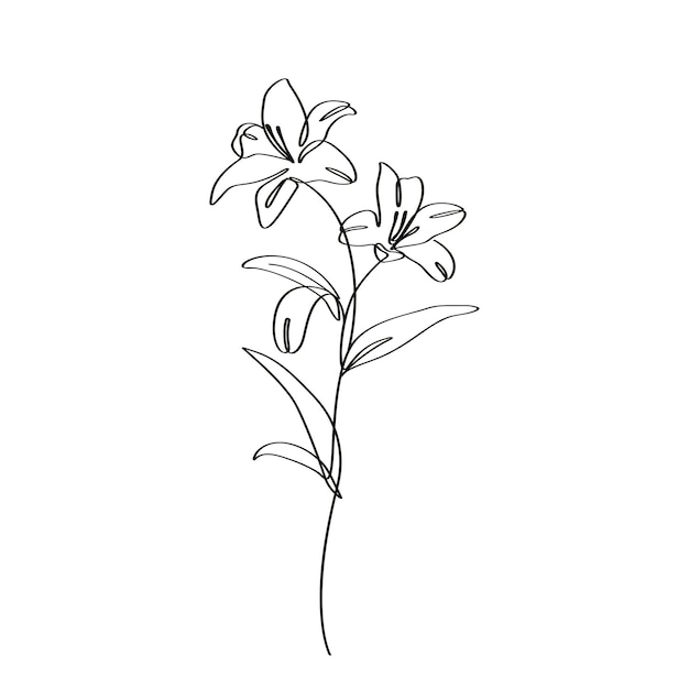 Lily flowers branch one line art